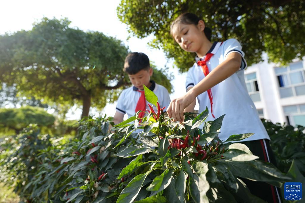 全鲨银鲨下载